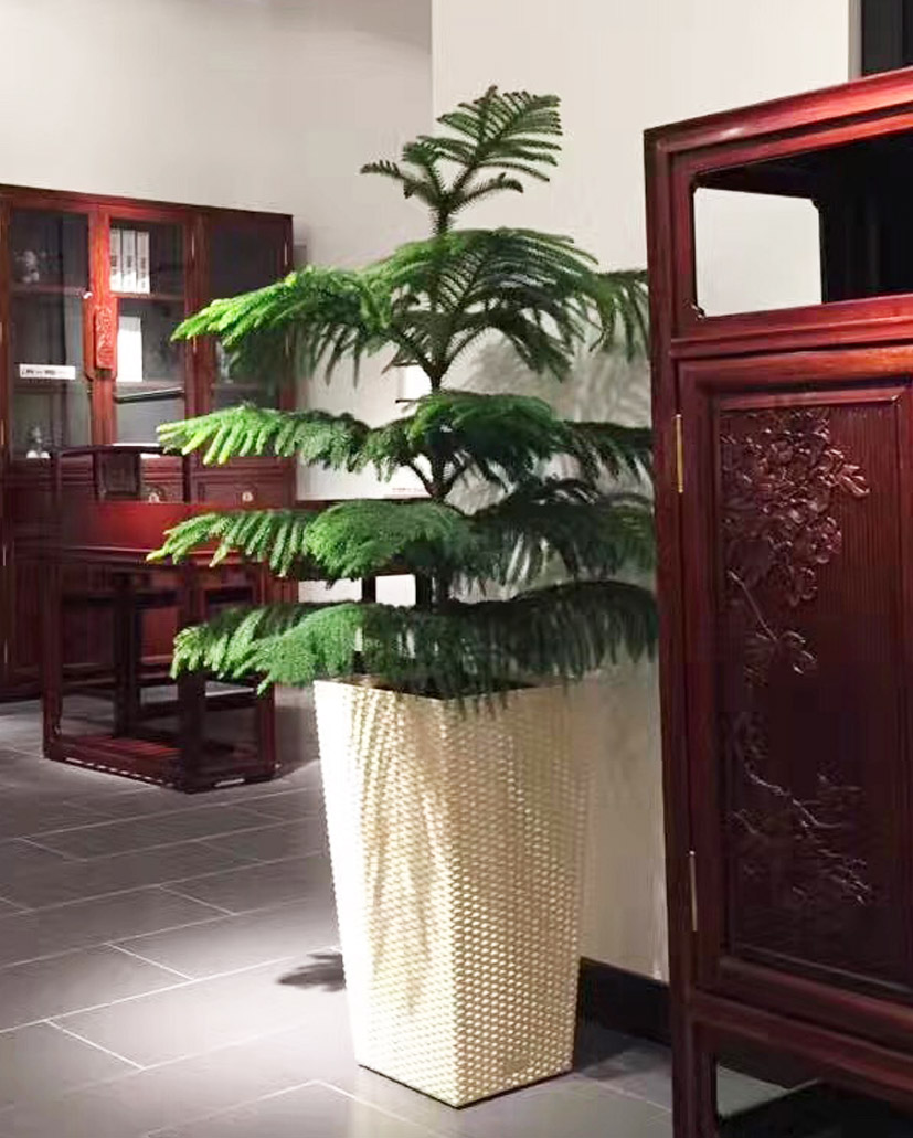 南洋杉