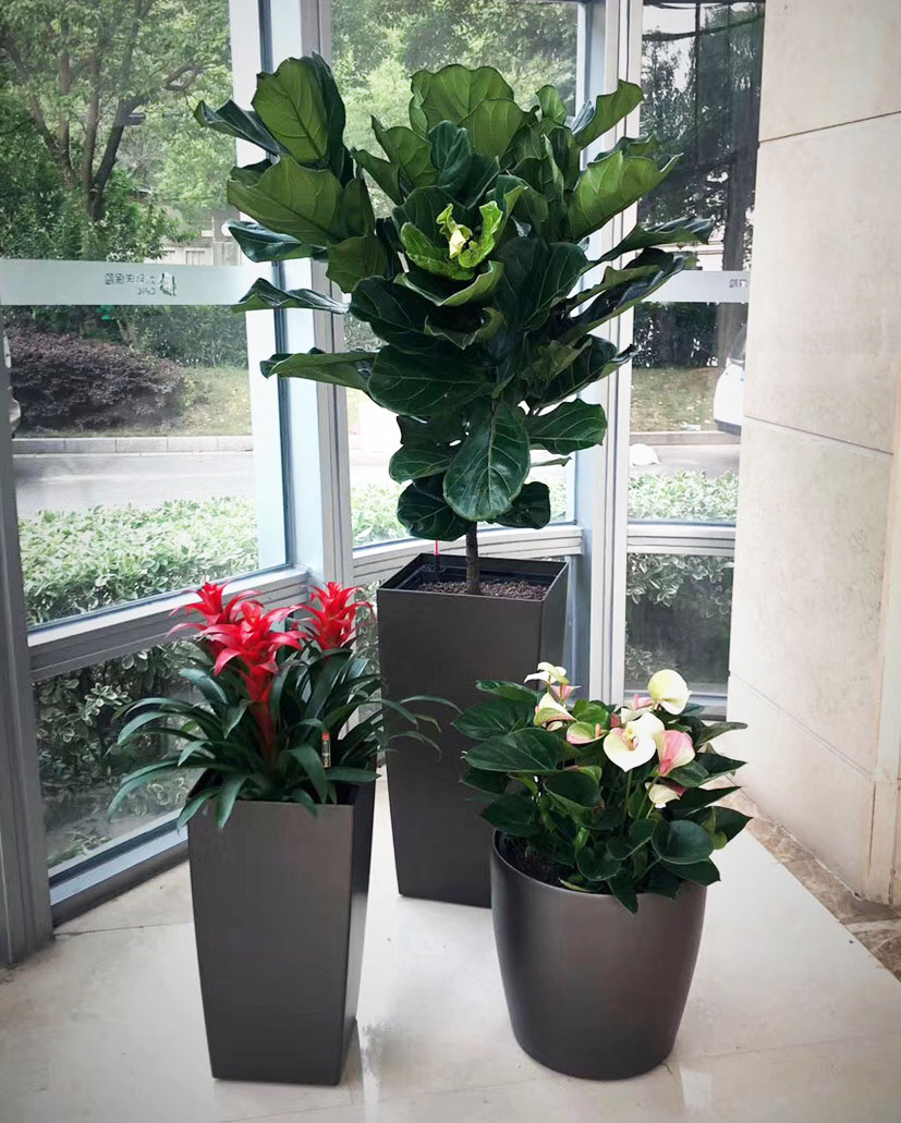 组合花卉55