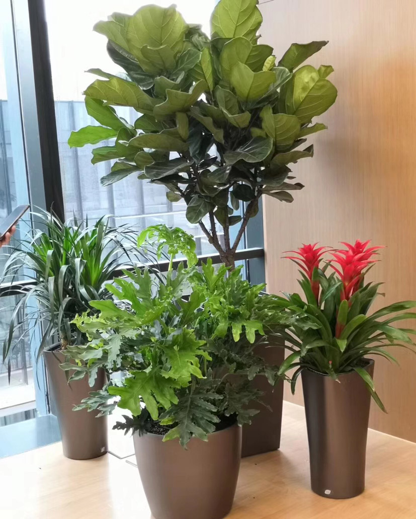 组合花卉58