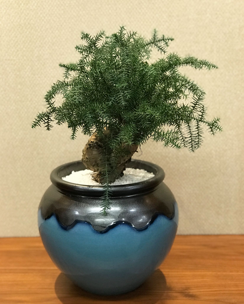 澳洲杉盆景