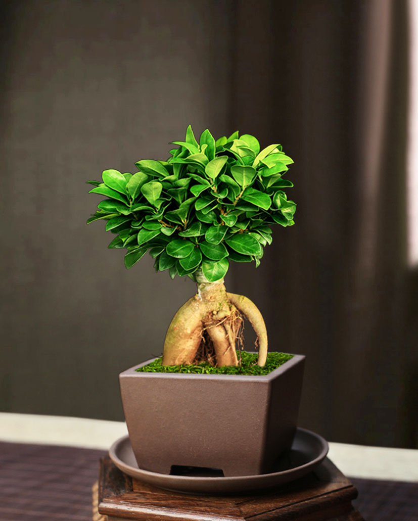 人参榕