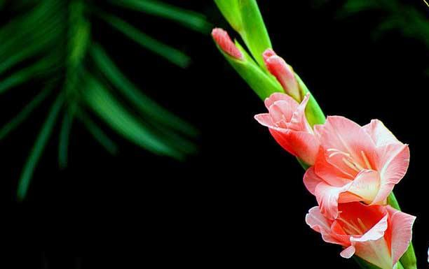 剑兰的花语是什么？