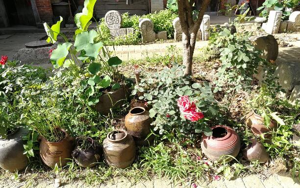 绿植租赁公司教您室内植入如何度过严寒的冬季