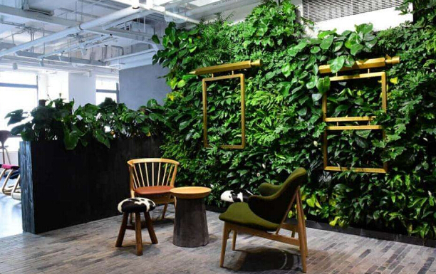 绿植租赁公司觉得在家里养几盆绿色植物来养眼真的很好