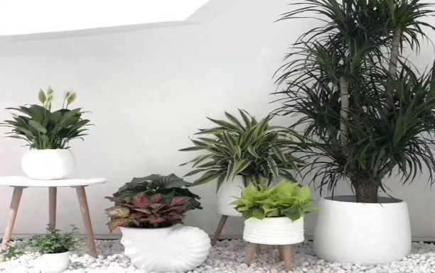 绿植租赁公司完整的植物服务流程